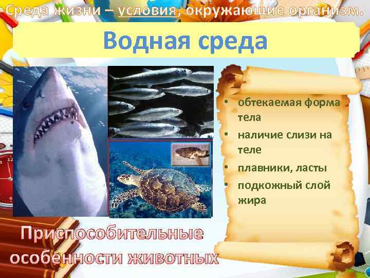 Среда жизни – условия, окружающие организм. Водная среда • обтекаемая форма тела • наличие