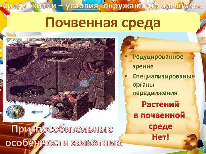 Среда жизни – условия, окружающие организм. Почвенная среда • Редуцированное зрение • Специализированые органы