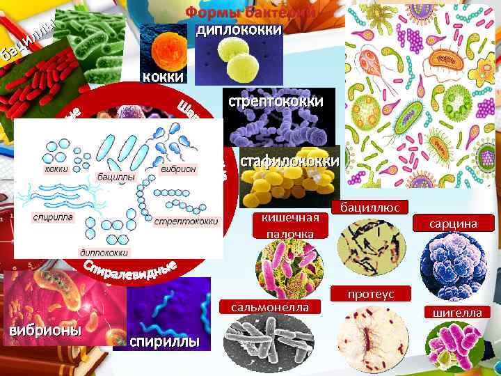 лы л ци ба Формы бактерий диплококки стрептококки стафилококки кишечная палочка сальмонелла вибрионы спириллы