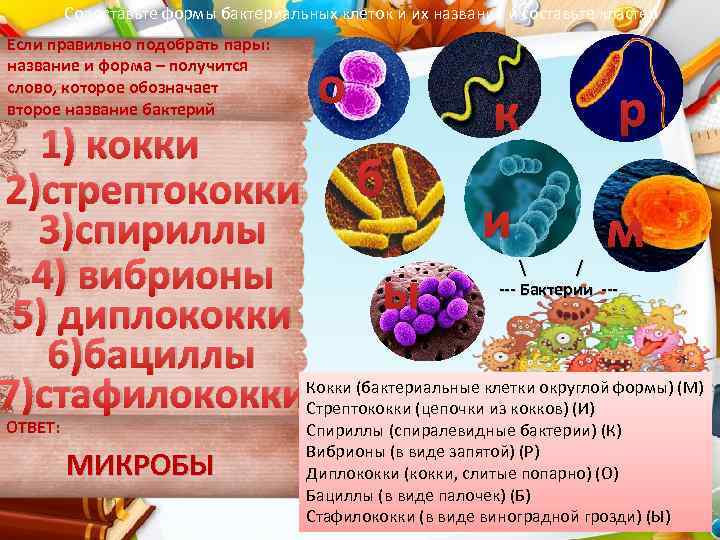 Сопоставьте формы бактериальных клеток и их названия и составьте кластер Если правильно подобрать пары: