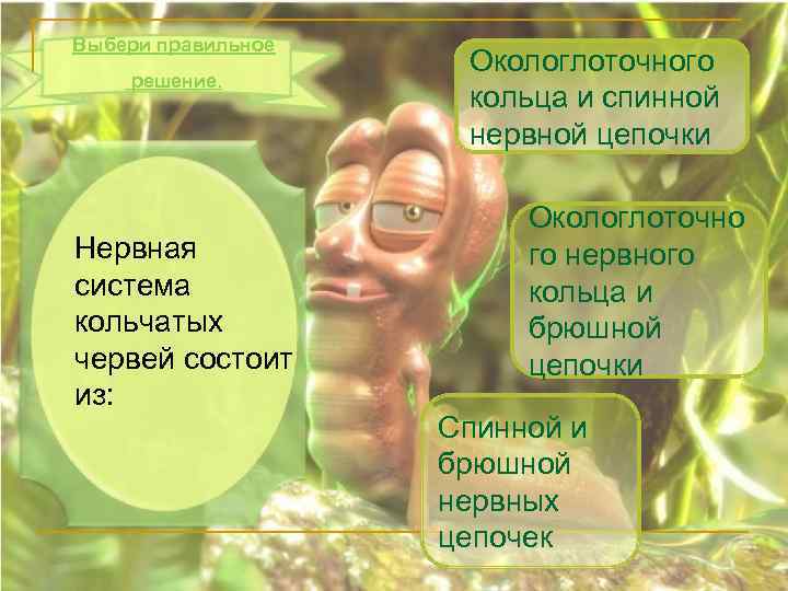 Выбери правильное решение. Нервная система кольчатых червей состоит из: Окологлоточного кольца и спинной нервной