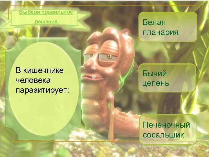 Выбери правильное решение. В кишечнике человека паразитирует: Белая планария Бычий цепень Печеночный сосальщик 
