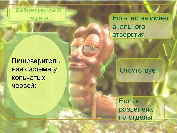 Выбери правильное решение. Пищеваритель ная система у кольчатых червей: Есть, но не имеет анального