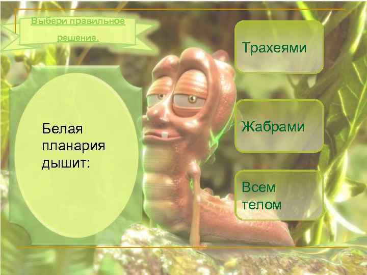Выбери правильное решение. Белая планария дышит: Трахеями Жабрами Всем телом 
