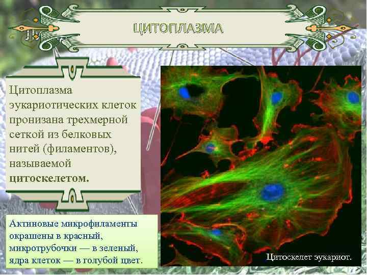 ЦИТОПЛАЗМА Цитоплазма эукариотических клеток пронизана трехмерной сеткой из белковых нитей (филаментов), называемой цитоскелетом. Актиновые