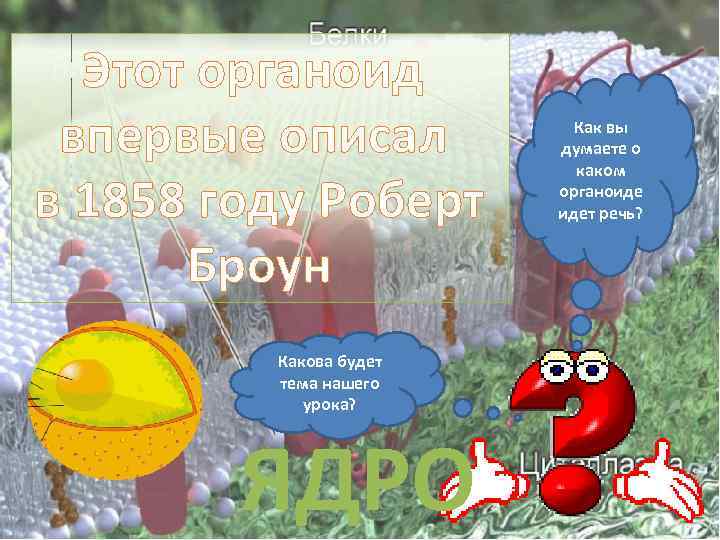 Этот органоид впервые описал в 1858 году Роберт Броун Какова будет тема нашего урока?