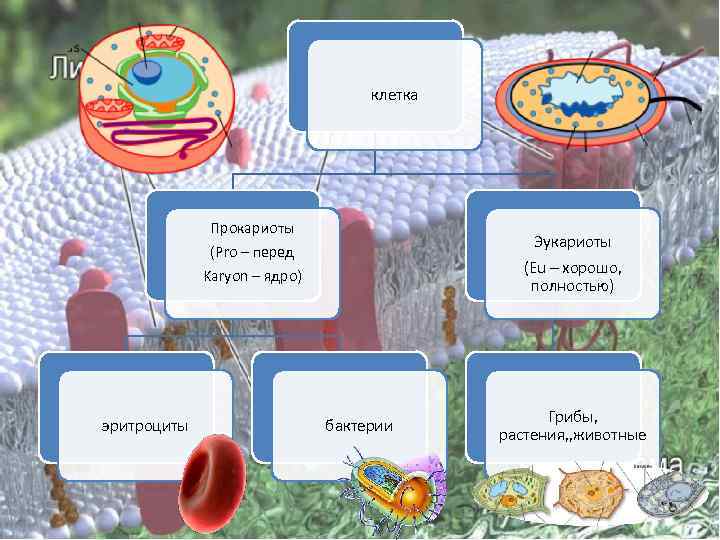 клетка Прокариоты (Pro – перед Эукариоты (Eu – хорошо, полностью) Karyon – ядро) эритроциты