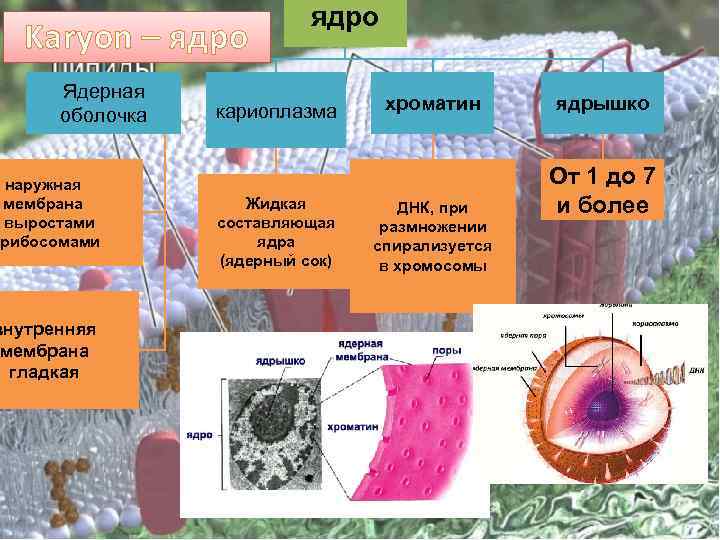 Karyon – ядро Ядерная оболочка наружная мембрана с выростами рибосомами внутренняя мембрана гладкая ядро