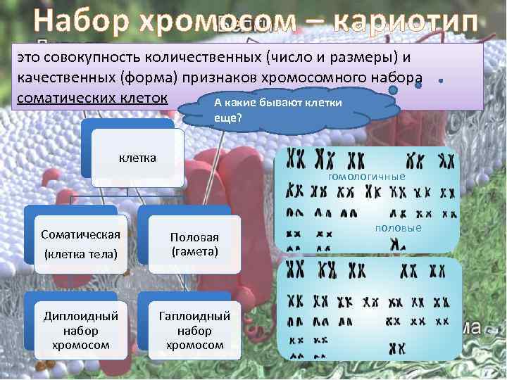 Набор хромосом – кариотип это совокупность количественных (число и размеры) и качественных (форма) признаков