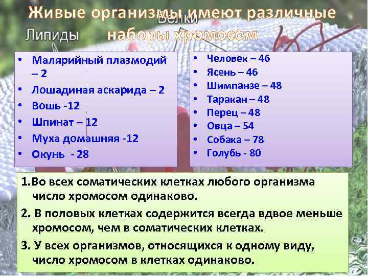 Живые организмы имеют различные наборы хромосом • Малярийный плазмодий – 2 • Лошадиная аскарида