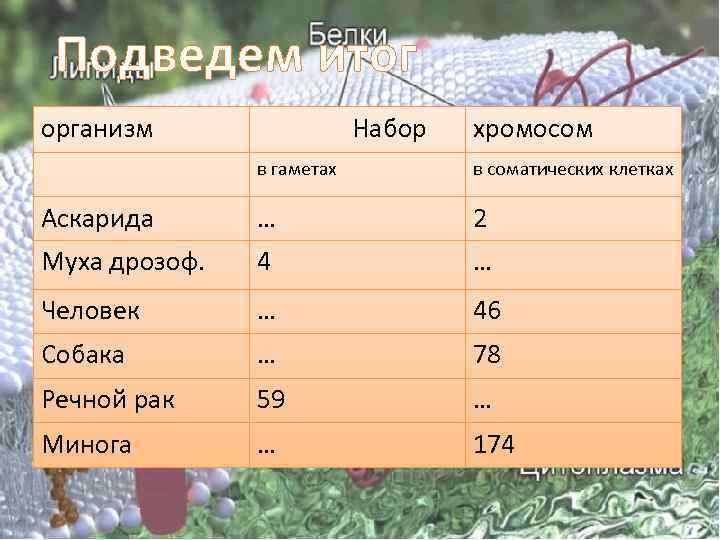 Подведем итог организм Набор хромосом в гаметах в соматических клетках Аскарида … 2 Муха