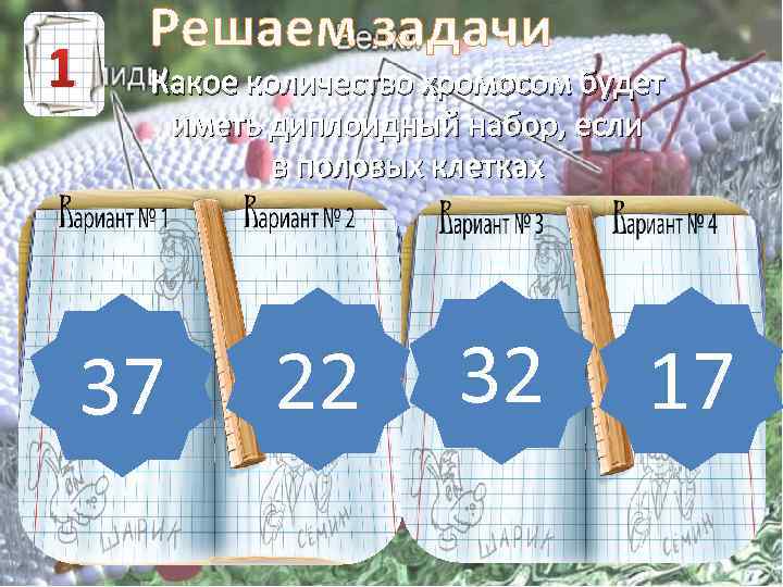 1 Решаем задачи Какое количество хромосом будет иметь диплоидный набор, если в половых клетках