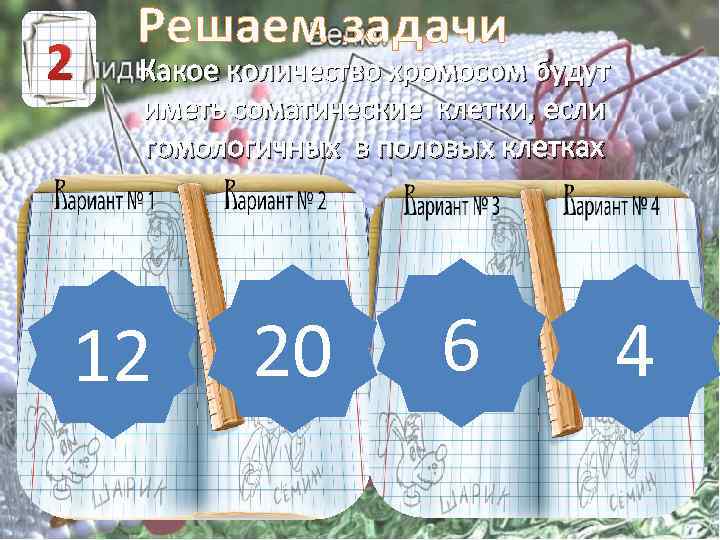 2 Решаем задачи Какое количество хромосом будут иметь соматические клетки, если гомологичных в половых