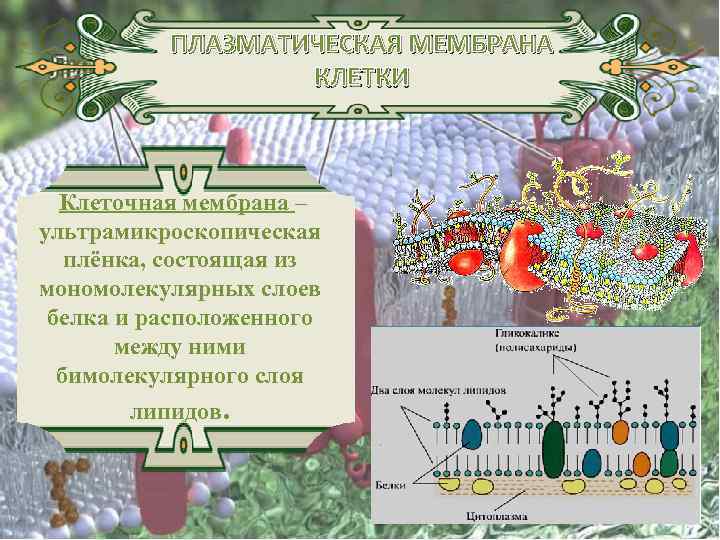 ПЛАЗМАТИЧЕСКАЯ МЕМБРАНА КЛЕТКИ Клеточная мембрана – ультрамикроскопическая плёнка, состоящая из мономолекулярных слоев белка и