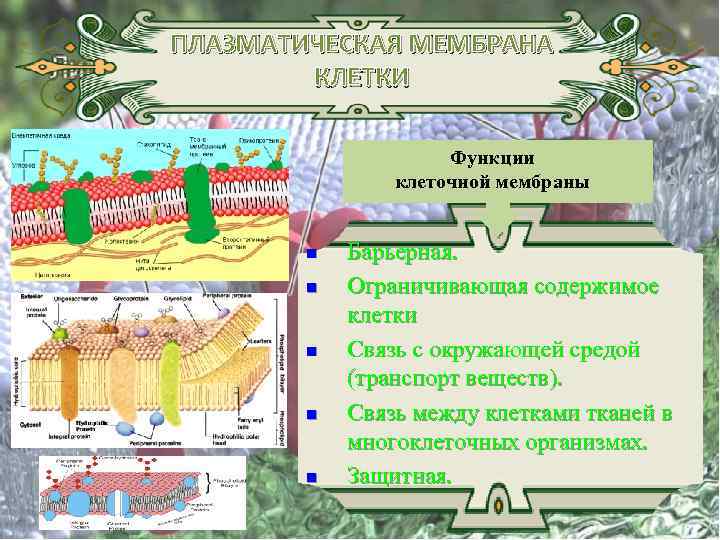 ПЛАЗМАТИЧЕСКАЯ МЕМБРАНА КЛЕТКИ Функции клеточной мембраны n n n Барьерная. Ограничивающая содержимое клетки Связь