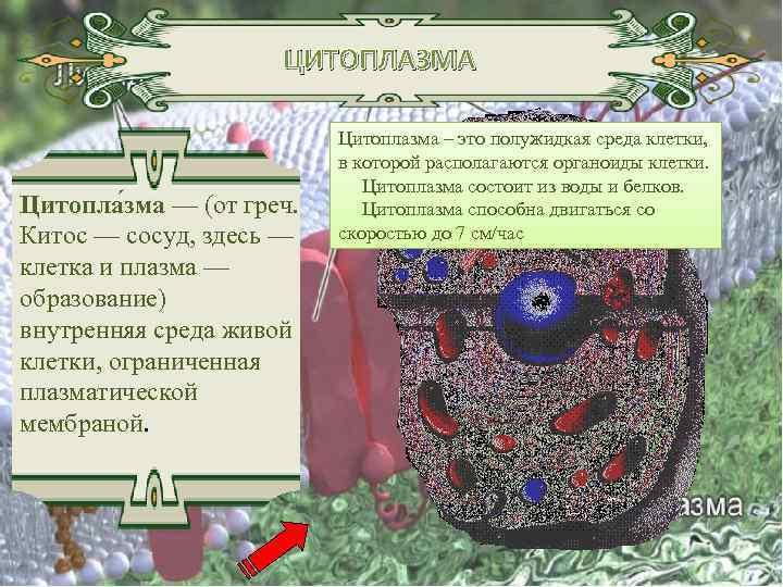 ЦИТОПЛАЗМА Цитопла зма — (от греч. Китос — сосуд, здесь — клетка и плазма