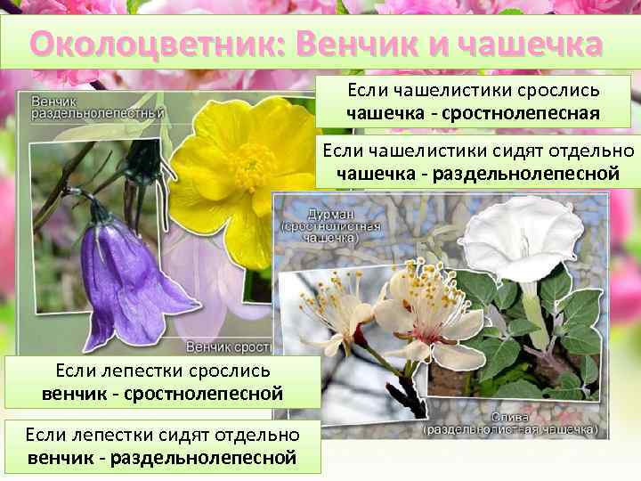 Околоцветник: Венчик и чашечка Если чашелистики срослись чашечка - сростнолепесная Если чашелистики сидят отдельно