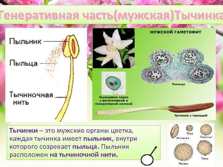 Генеративная часть(мужская)Тычинка Тычинки – это мужские органы цветка, каждая тычинка имеет пыльник, внутри которого