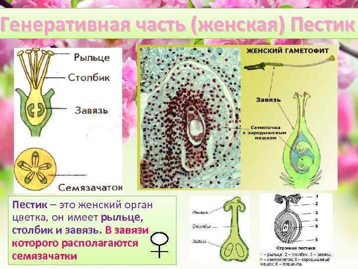 Генеративная часть (женская) Пестик – это женский орган цветка, он имеет рыльце, столбик и