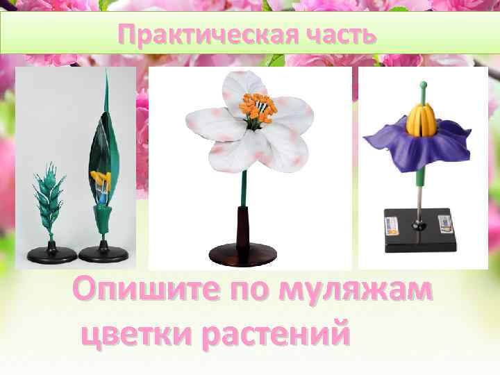 Практическая часть Опишите по муляжам цветки растений 
