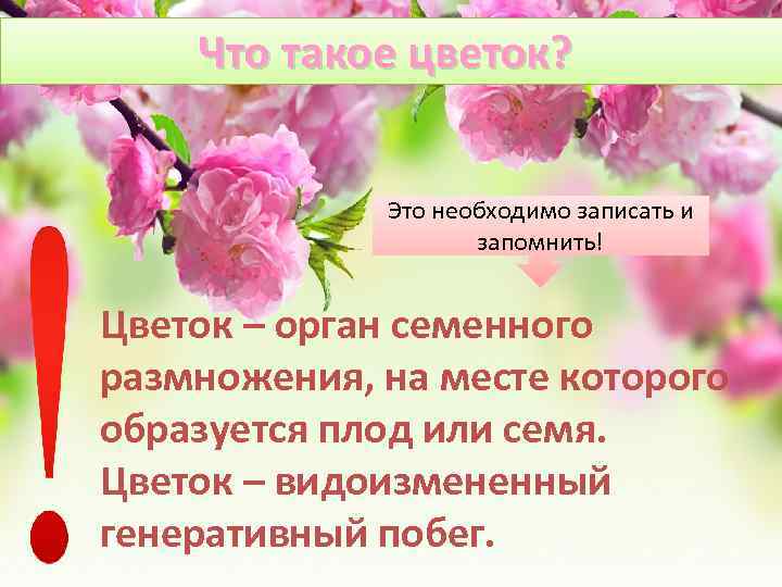 Что такое цветок? Это необходимо записать и запомнить! Цветок – орган семенного размножения, на