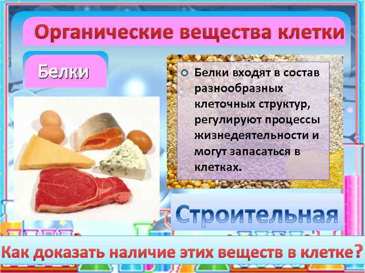 Органические вещества клетки Белки входят в состав разнообразных клеточных структур, регулируют процессы жизнедеятельности и