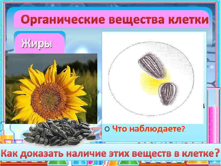 Органические вещества клетки Жиры Возьмём салфетку. Между листочками кладем несколько семечек подсолнечника. Обратной стороной