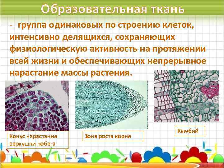 Выполняемые функции образовательной ткани 6 класс. Образовательная ткань растений. Образовательная ткань функции. Что такое образовательная ткань в биологии. Строение образовательной ткани.