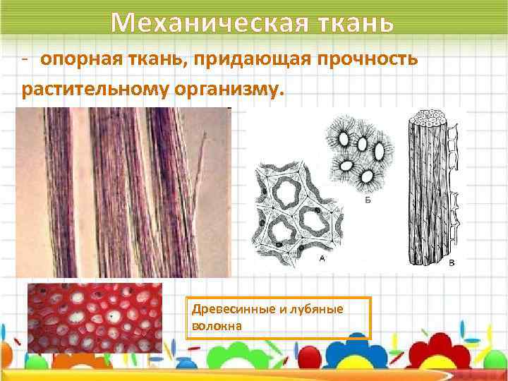 Какой рисунок ткани удлиняет. Механические ткани лубяные волокна. Волокна механической ткани у растений. Механические ткани растений древесные лубяные.