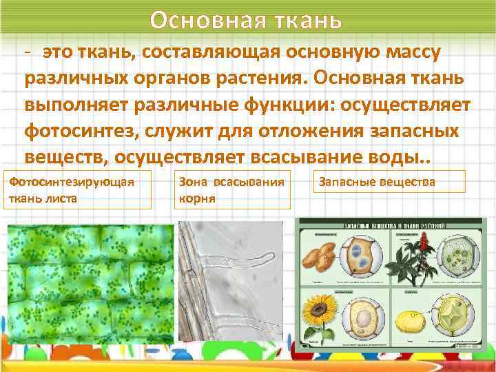 Основная ткань функции