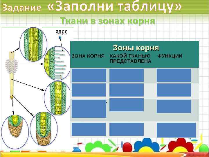 Задание «Заполни таблицу» Ткани в зонах корня Пятый кусочек ОСНОВНАЯ 