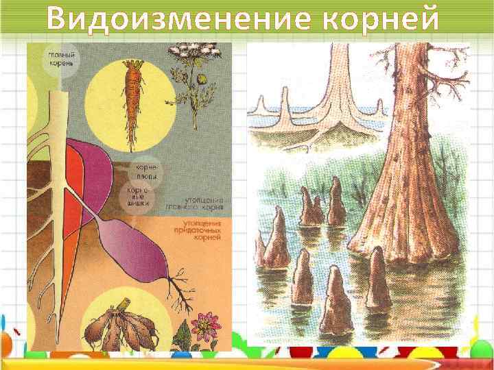 Видоизменение корней 