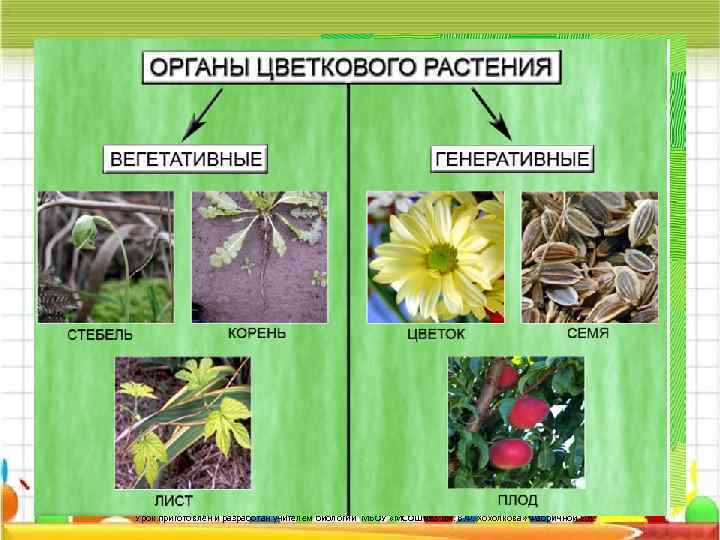 Какие органы цветкового астен растения вы знаете? Урок приготовлен и разработан учителем биологии МБОУ