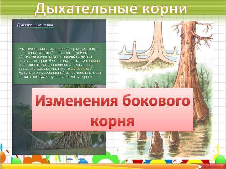 Изменилась корень. Функции дыхательных корней. Дыхательные корни изменения корня. Дополнительные функции дыхательные корни. Особенности дыхательных корней.