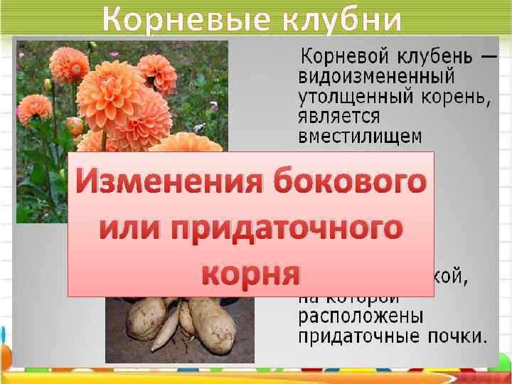 Корневые клубни Изменения бокового или придаточного корня 