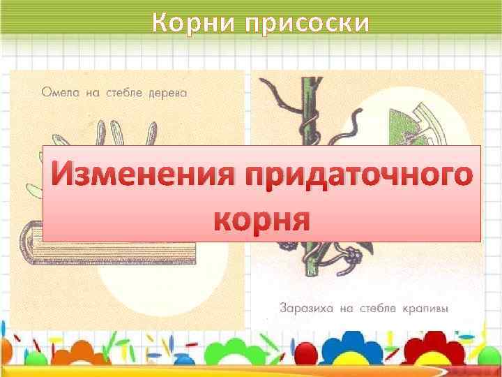 Корни присоски Изменения придаточного корня 