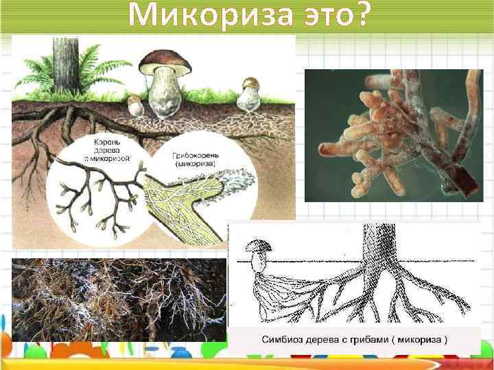 У некоторых грибов нити грибницы представляют собой. Микориза гриба. Шляпочные грибы микориза. Микориза грибокорень. Микориза строение.