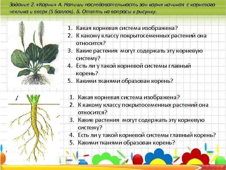 Рассмотри рисунок и назови зоны корня в верной последовательности выбери верные утверждения