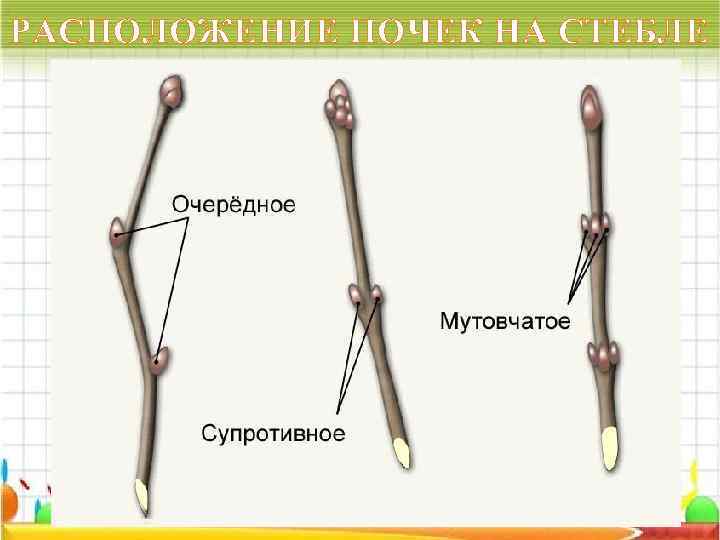 РАСПОЛОЖЕНИЕ ПОЧЕК НА СТЕБЛЕ 
