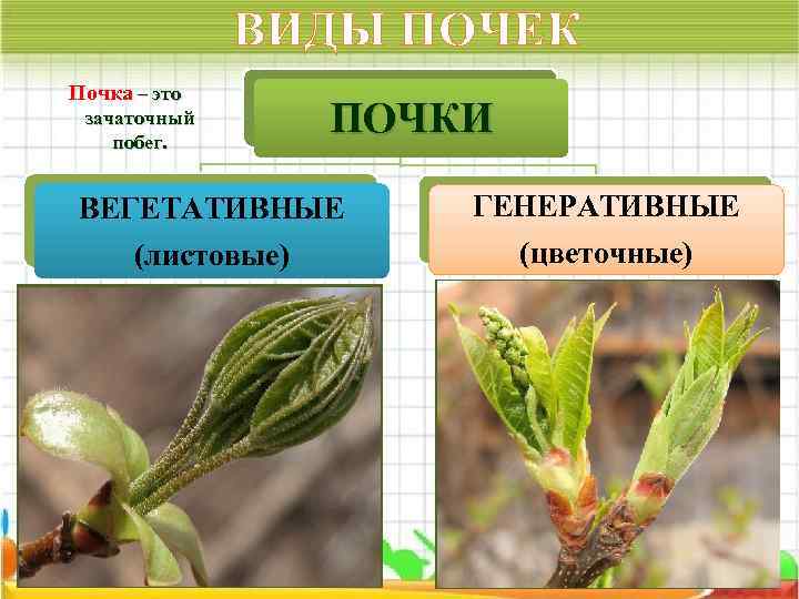 ВИДЫ ПОЧЕК Почка – это зачаточный побег. ПОЧКИ ВЕГЕТАТИВНЫЕ ГЕНЕРАТИВНЫЕ (листовые) (цветочные) 