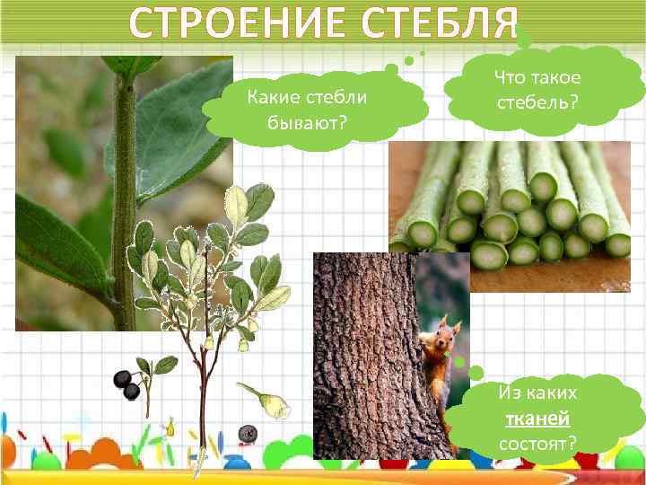 СТРОЕНИЕ СТЕБЛЯ Какие стебли бывают? Что такое стебель? Из каких тканей состоят? 