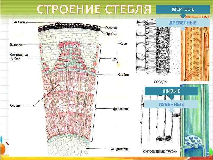 СТРОЕНИЕ СТЕБЛЯ МЕРТВЫЕ ДРЕВЕСНЫЕ ЖИВЫЕ ЛУБЕННЫЕ 