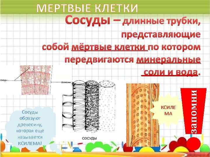 МЕРТВЫЕ КЛЕТКИ Сосуды – длинные трубки, Сосуды образуют древесину, которая еще называется КСИЛЕМА! КСИЛЕ