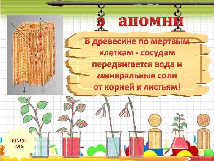 з апомни В древесине по мертвым клеткам - сосудам передвигается вода и минеральные соли