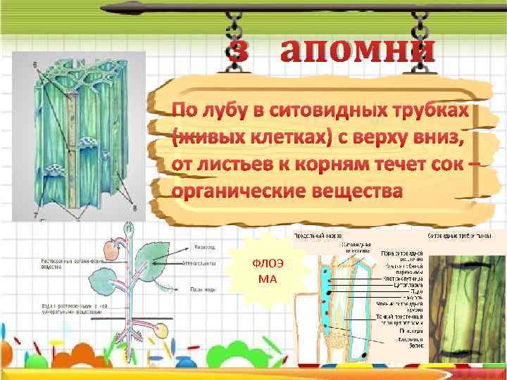 з апомни По лубу в ситовидных трубках (живых клетках) с верху вниз, от листьев