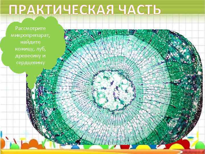 ПРАКТИЧЕСКАЯ ЧАСТЬ Рассмотрите микропрепарат, найдите кожицу, луб, древесину и сердцевину 
