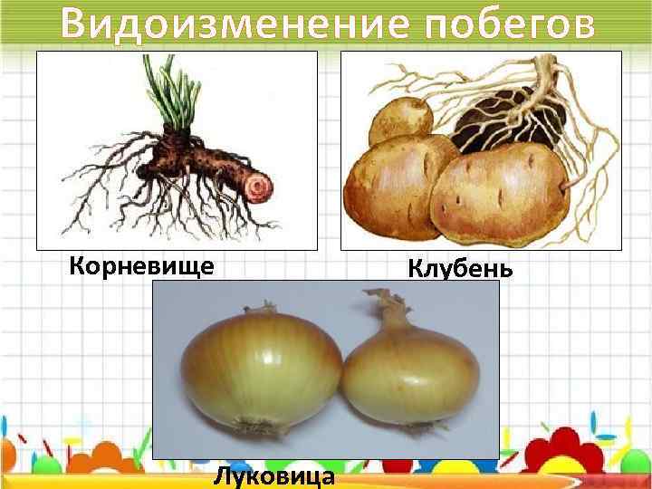 Видоизменение побегов Корневище Луковица Клубень 