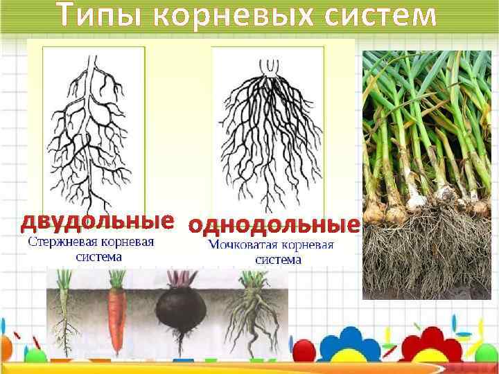 Какой тип корневой системы сформируется если луковицу