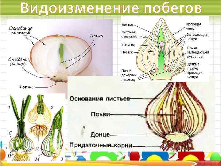 Видоизменение побегов 