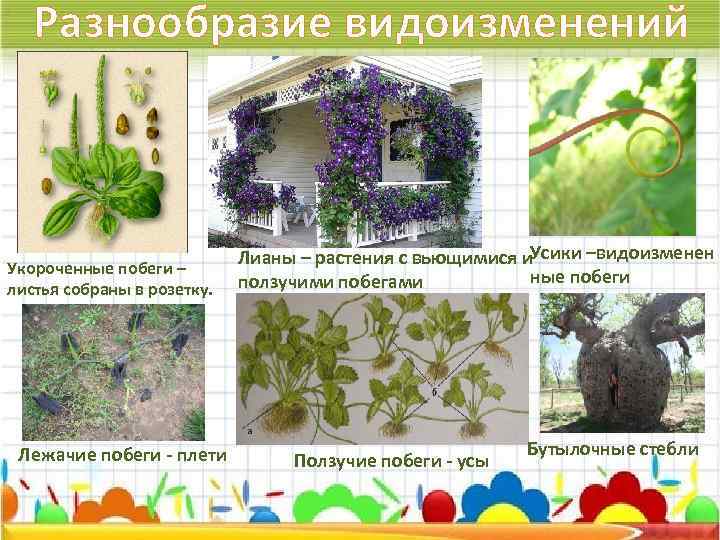 Разнообразие видоизменений Укороченные побеги – листья собраны в розетку. Лежачие побеги - плети Усики